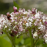gall Contarinia sambuci